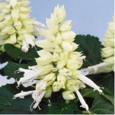 Сальвия Редди Вайт