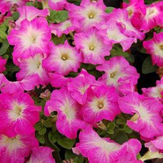 Петуния грандифлора Лимбо Джи Пи	Роуз Морн