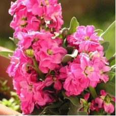 Маттиола Кац Брайт Роуз