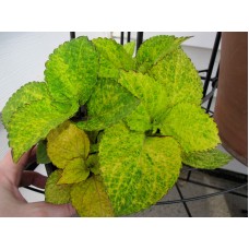 Колеус Визард Пайнэппл