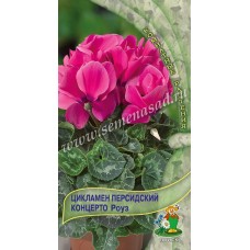 Цикламен персидский Концерто Роуз
