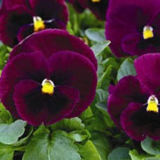 Виола крупноцветковая Маммот Роки Роуз Виола крупноцветковая Маммот Роки Роуз