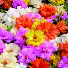 Портулак Стопвотч Микс