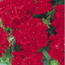 Вербена Кварц Скарлет