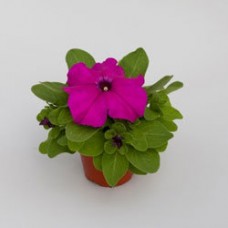 Петуния грандифлора Эспрессо Грандэ Парпл