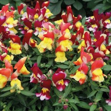 Львиный зев Снаптини Микс