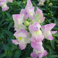 Львиный зев Снэппи Лавендер Блаш