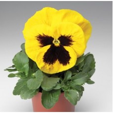 Виола крупноцветковая Колоссус Еллоу виз Блотч