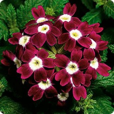 Вербена Обсешн Бургунди виз Ай