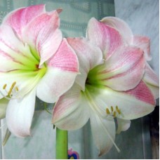 Амариллис простой Эппл Блоссом