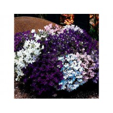 Лобелия прямостоячая Ривьера Микс