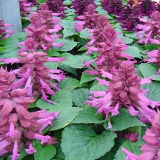 Сальвия Редди Лавендер