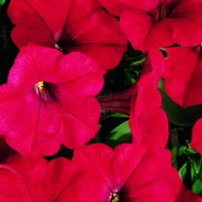 Петуния каскадная Рэмблин Ред