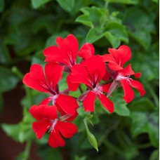 Пеларгония плющелистная Рич Аут Ред