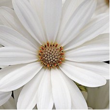 Остеоспермум Акилла Дэйзи Вайт