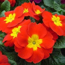 Примула Пионер Скарлет Примула Пионер Скарлет