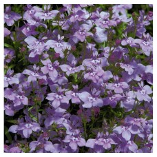 Лобелия ампельная Регата Лилак
