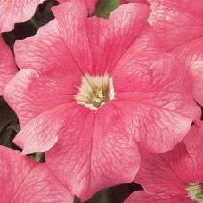 Петуния грандифлора Дримс Салмон