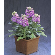 Маттиола Синдерелла Лавендер