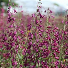 Пенстемон бородатый Твизл Парпл Пенстемон бородатый Твизл Парпл