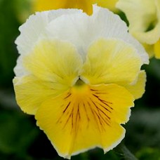 Виола Фризл Сизл Лемонад