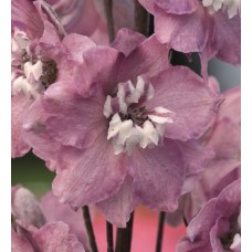 Дельфиниум высокий Мэджик Фонтэйнс Черри Блоссом Вайт Би Дельфиниум высокий Мэджик Фонтэйнс Черри Блоссом Вайт Би