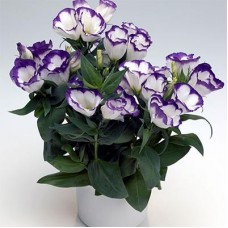 Эустома Кармен Блю Рим