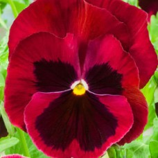 Виола крупноцветковая Экстрада Ред виз Блотч
