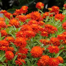 Цинния Дабл Захара Файр