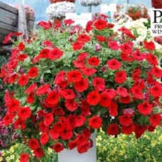 Петуния ампельная Эксплорер Скарлет