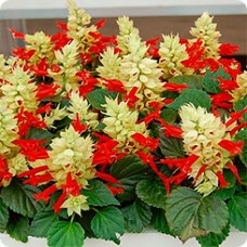 Сальвия Редди Вайт Сюрпрайз Сальвия Редди Вайт Сюрпрайз