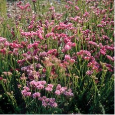 Статица КИС Роуз