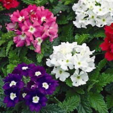 Вербена Тускани Микс