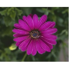 Остеоспермум Пэшн Пинк