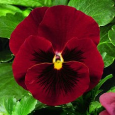 Виола крупноцветковая Дельта Пьюр Ред