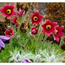 Прострел обыкновенный Пинвил Дарк Ред Шейдес