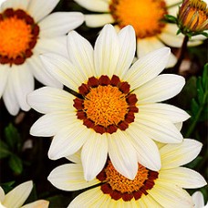 Газания Нью Дэй Вайт