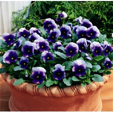 Фиалка рогатая Флорал Пауэр Дип Парпл Бекон