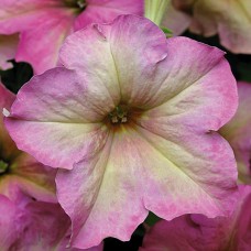 Петуния грандифлора Софистика Лайм Биколор