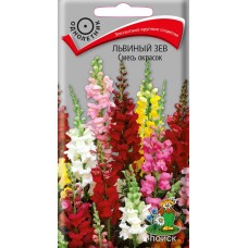 Львиный зев Смесь окрасок Львиный зев Смесь окрасок