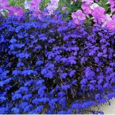 Лобелия эринус Кристал Палас