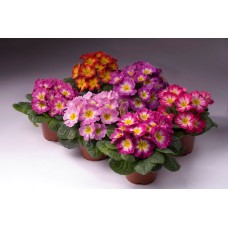 Примула Пионер Микс