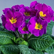 Примула Орион Виолет