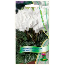 Цикламен персидский Концерто Вайт