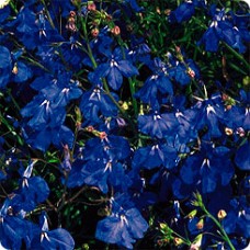 Лобелия ампельная Регата Марин Блю
