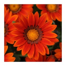 Газания Нью Дэй Ред Страйп