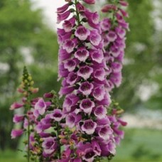 Наперстянка Далматин Парпл