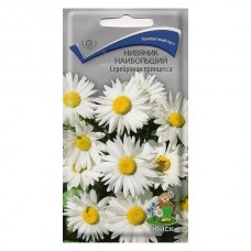 Нивяник наибольший Серебряная принцесса