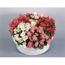 Бегония вечноцветущая зеленолистная Спринт Плюс Макси Микс