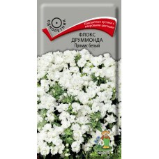 Флокс друммонда Промис белый